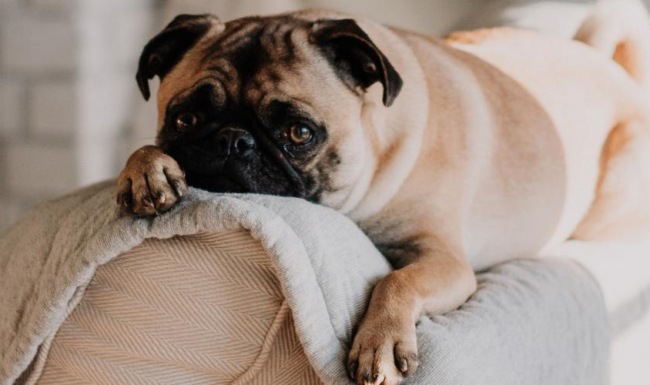 a dog lying on a blanket